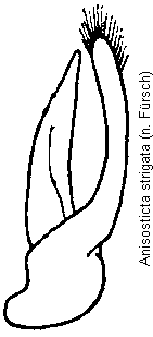 anisosticta_strigata.gif