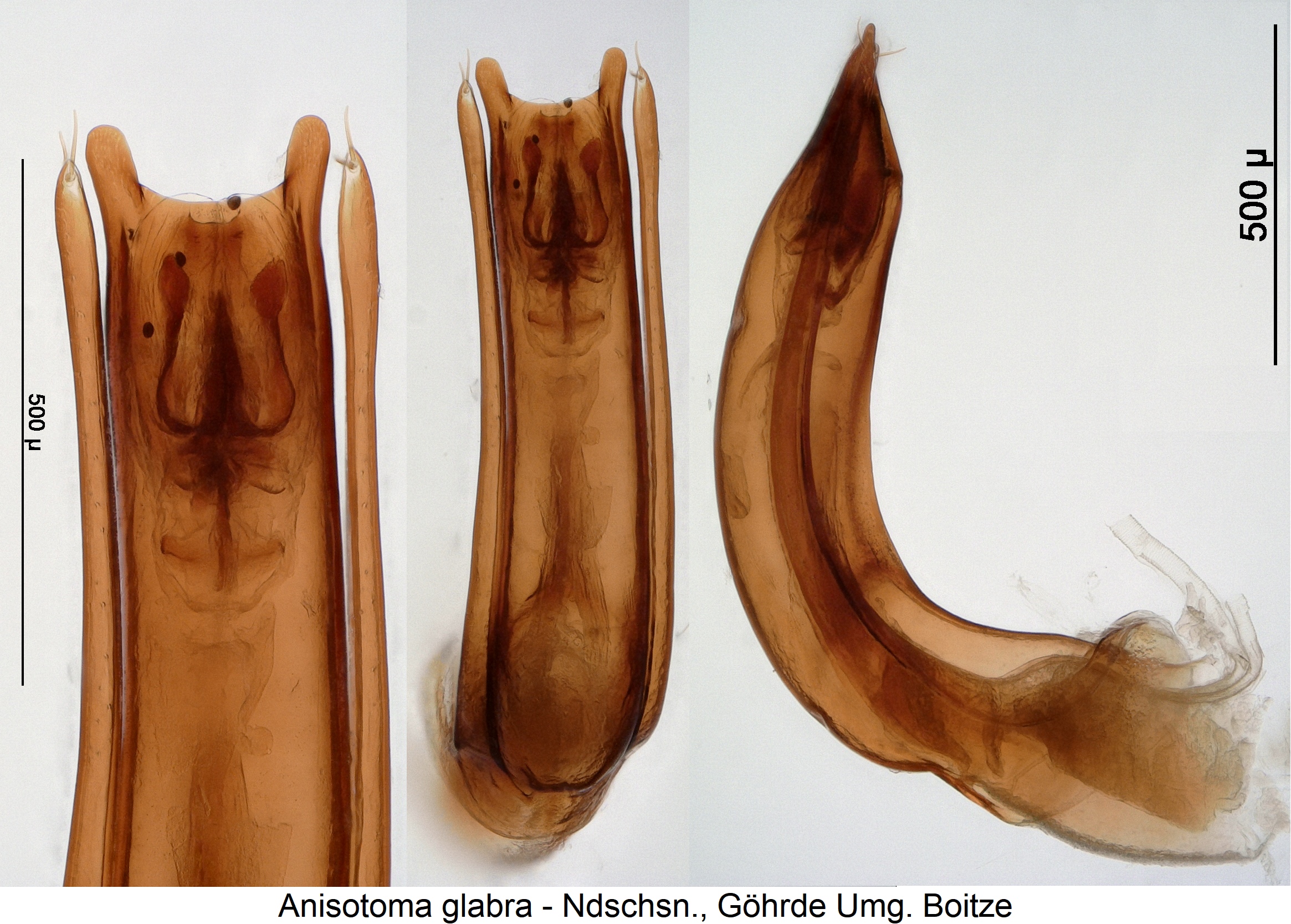 anisotoma_glabra.jpg