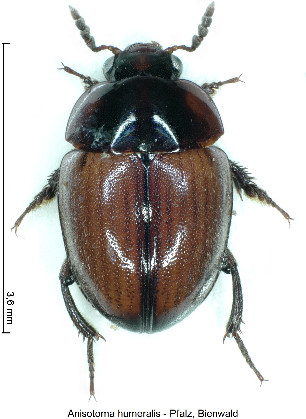 anisotoma_humeralis_hab1.jpg