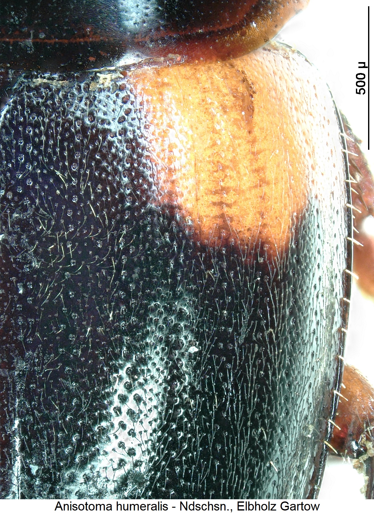anisotoma_humeralis_int.jpg