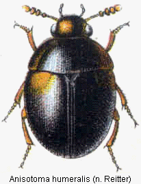 anisotoma_humeralis_rtt.gif