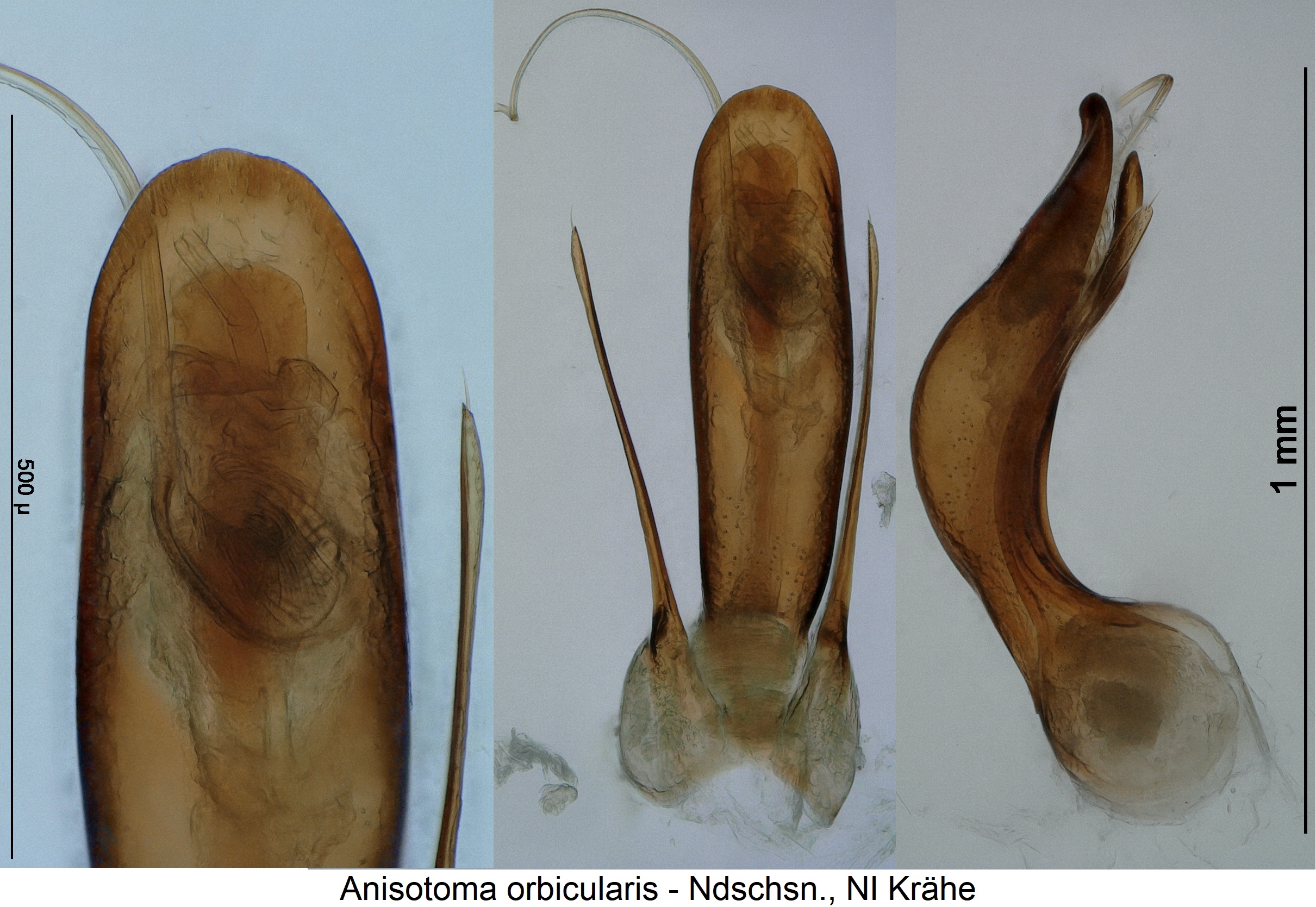 anisotoma_orbicularis1.jpg