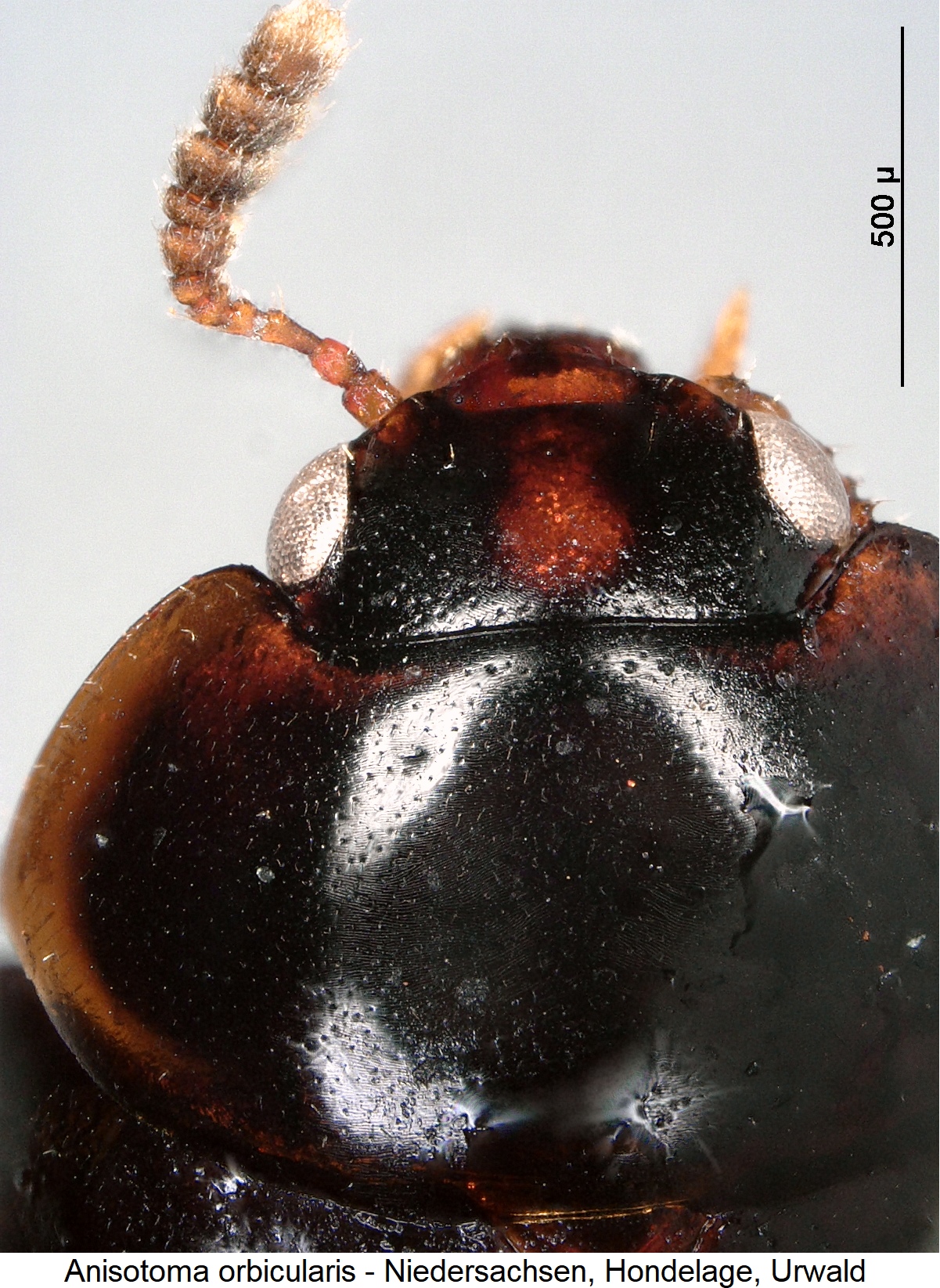 anisotoma_orbicularis_vk.jpg