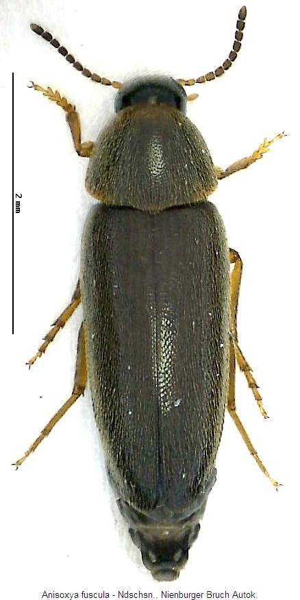 anisoxya_fuscula_hab.jpg
