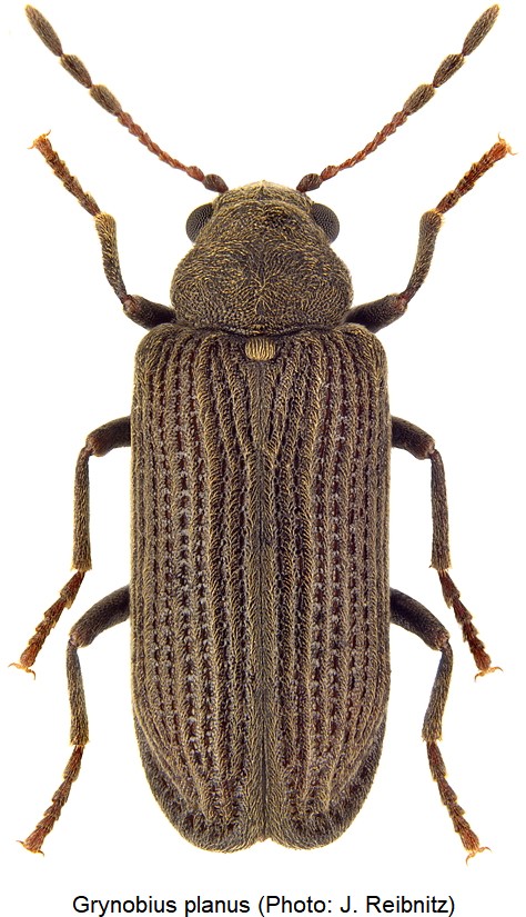 anob_grynobius_planus_800.jpg