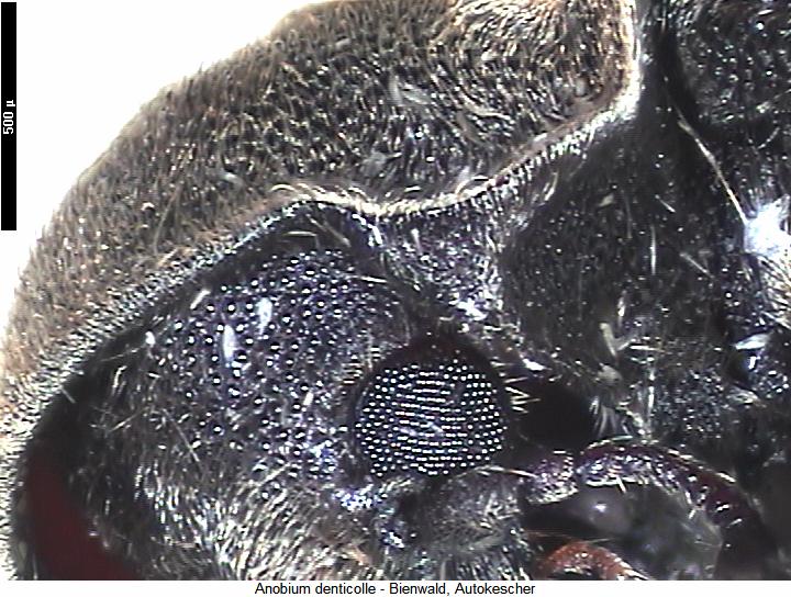 anobium_denticolle_k.jpg