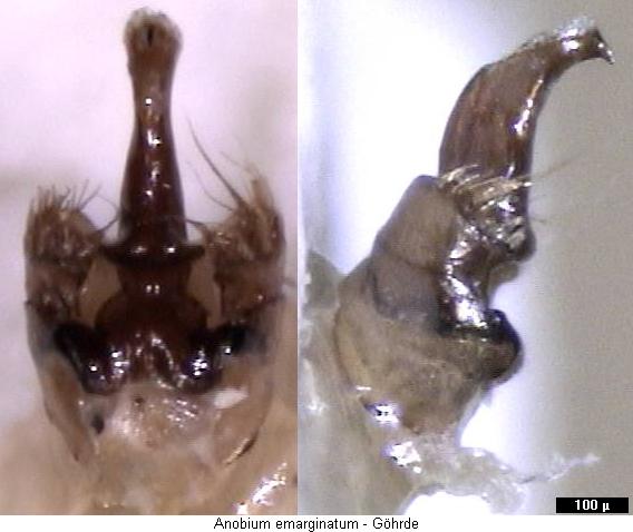 anobium_emarginatum.jpg