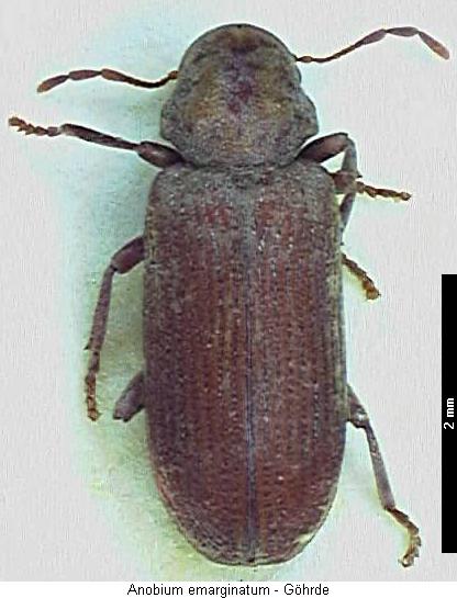 anobium_emarginatum_hab.jpg