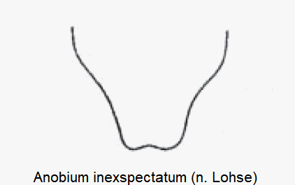 anobium_inexspectatum_ter.gif