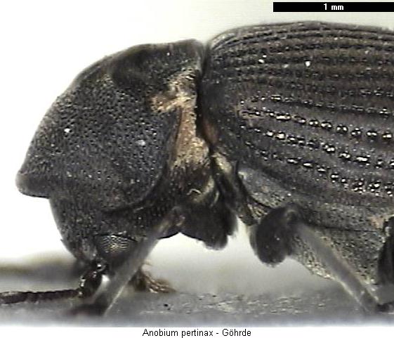 anobium_pertinax_vk2.jpg