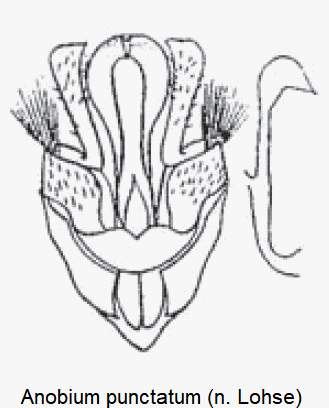 anobium_punctatum.gif