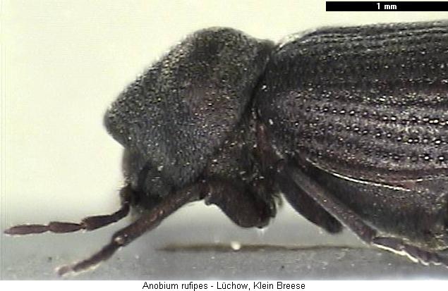 anobium_rufipes_vk.jpg