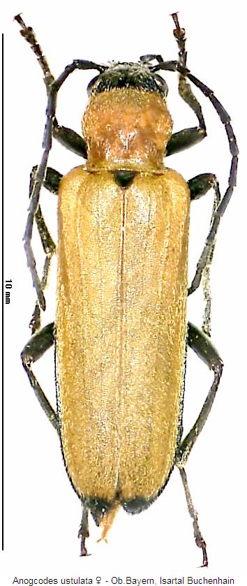 anogcodes_ustulata_whab.jpg