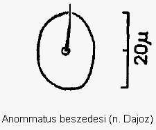 anommatus_beszedesi_ms.gif