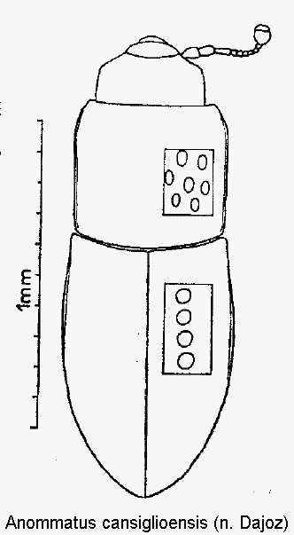 anommatus_cansiglioensis_hab.gif
