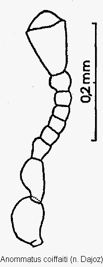 anommatus_coiffaiti_f.gif