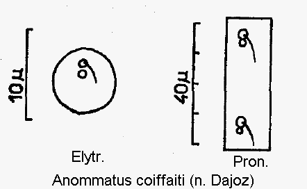 anommatus_coiffaiti_ms.gif