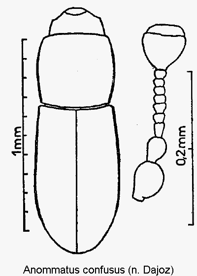 anommatus_confusus_hab.gif