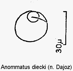 anommatus_diecki_ms.gif