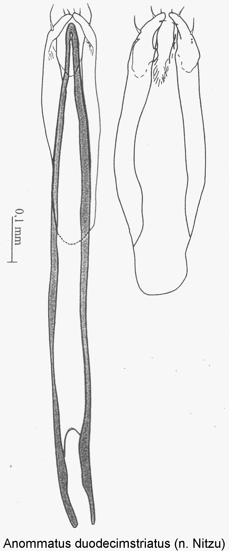 anommatus_duodecimstriatus.gif