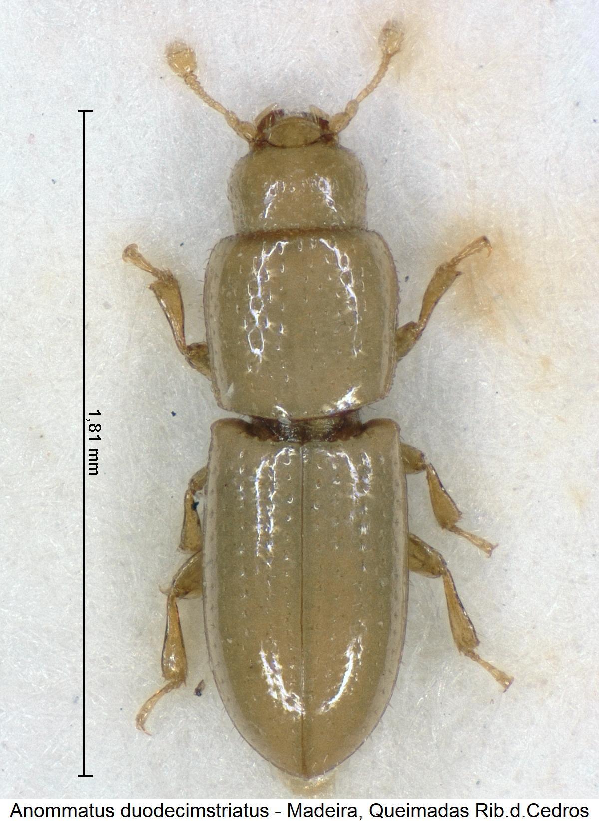 anommatus_duodecimstriatus_hab2.jpg