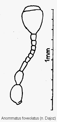 anommatus_foveolatus_f.gif