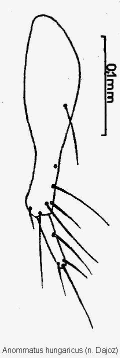 anommatus_hungaricus_ovi.gif