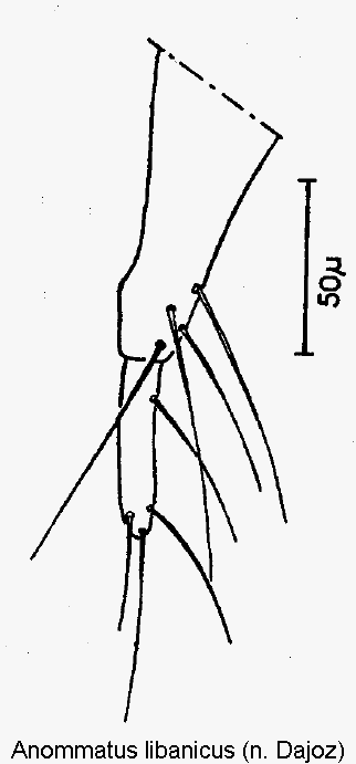 anommatus_libanicus_ovi.gif