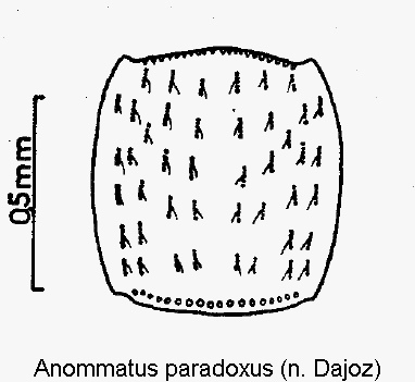 anommatus_paradoxus_hsch.gif