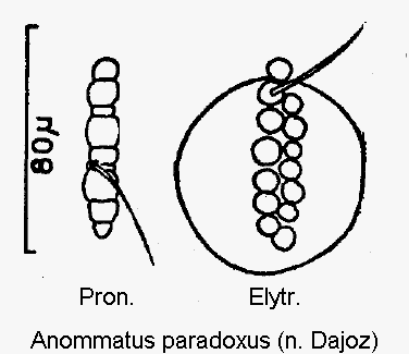 anommatus_paradoxus_ms.gif