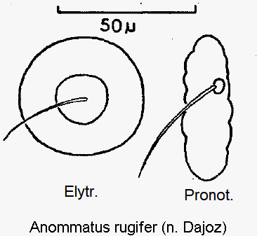 anommatus_rugifer_ms.gif