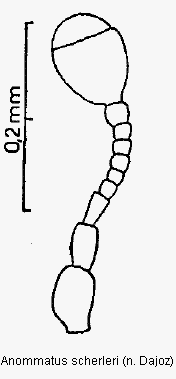 anommatus_scherleri_f.gif