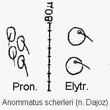 anommatus_scherleri_ms.gif