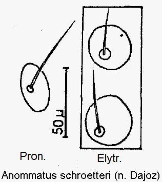 anommatus_schroetteri_ms.gif
