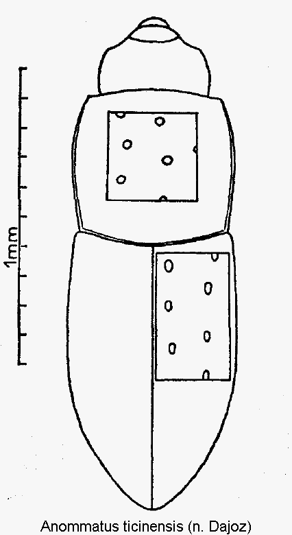 anommatus_ticinensis_hab.gif