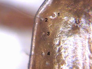 anophthalmus_bernhaueri_umbs.jpg