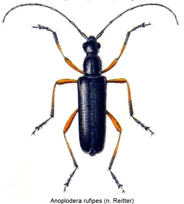 anoplodera_rufipes_hab.jpg