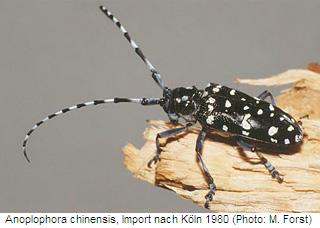 anoplophora_chinensis_hab.jpg