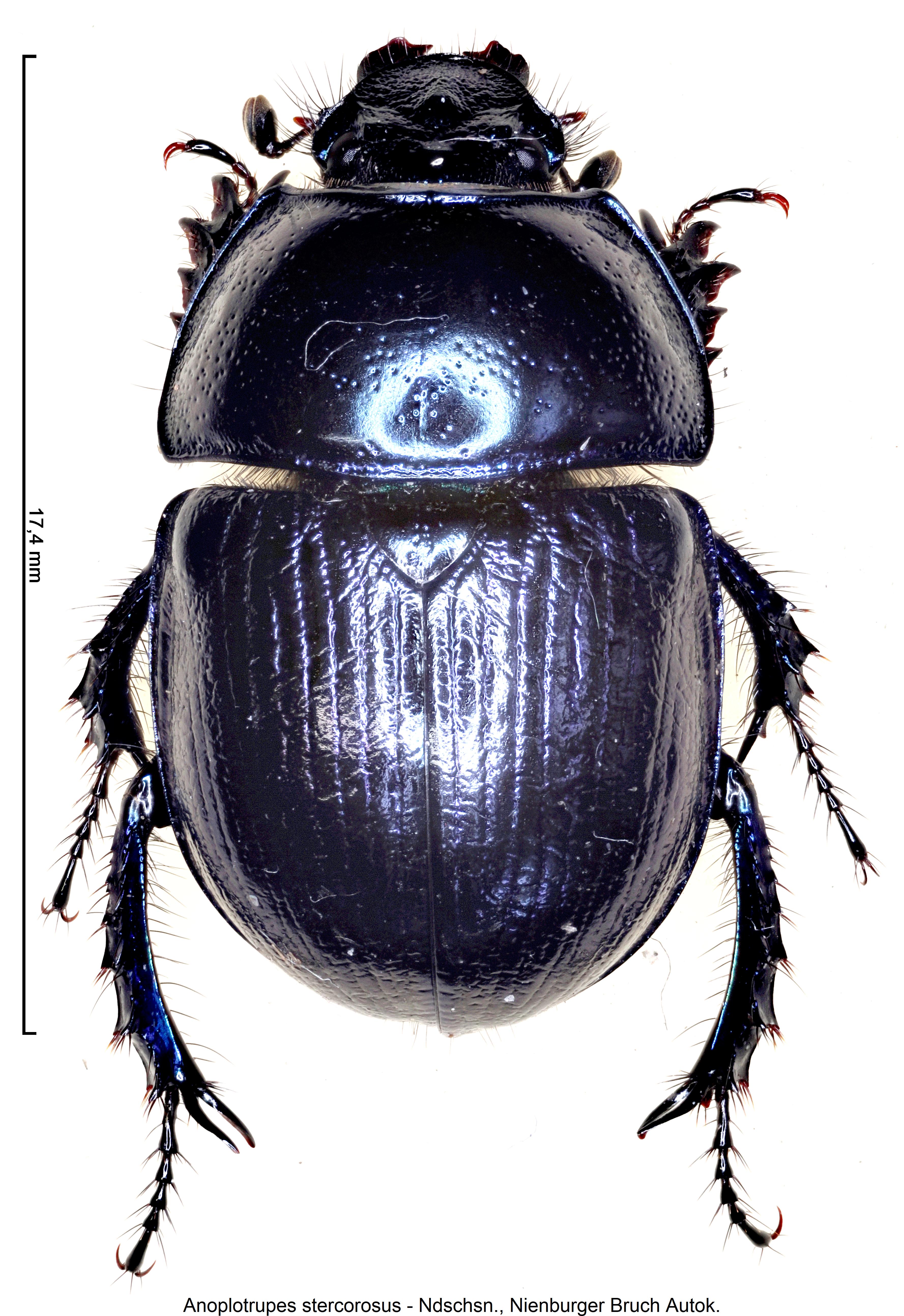 anoplotrupes_stercorosus_hab.jpg