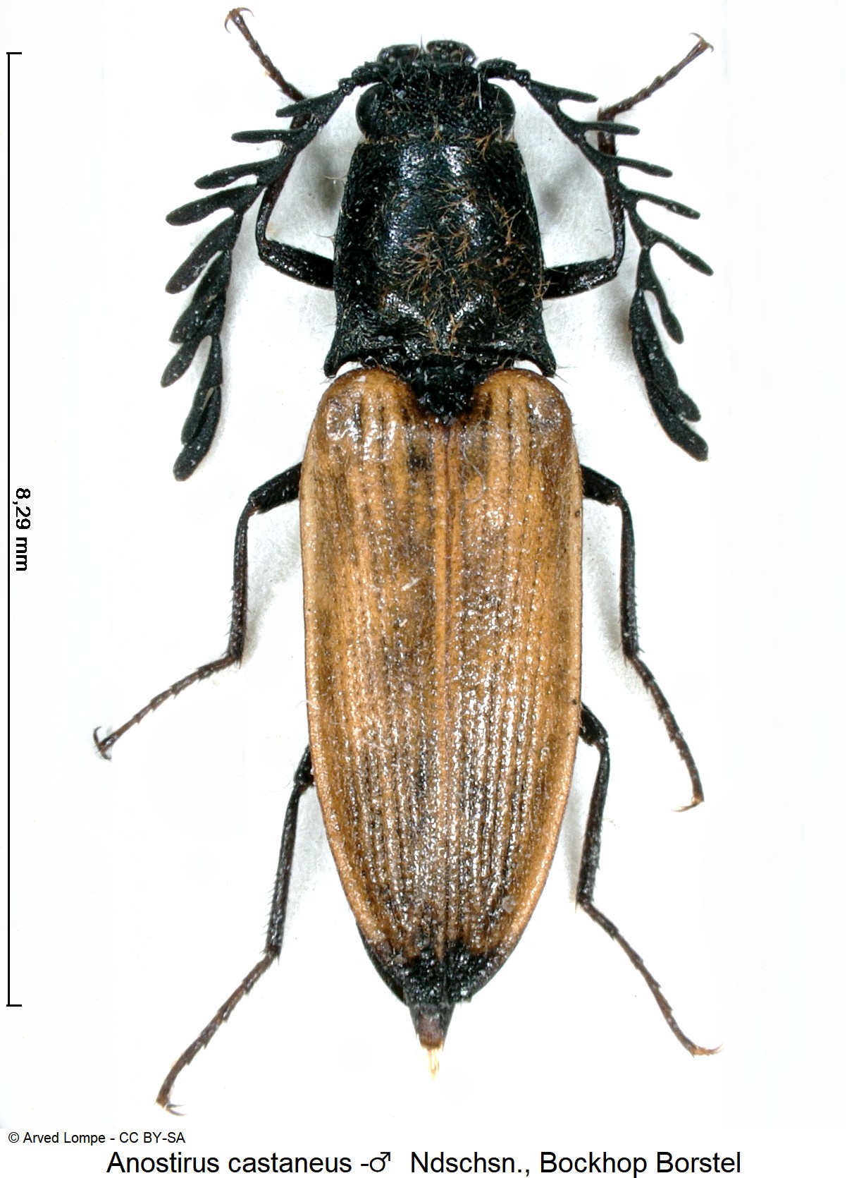 anostirus_-_m_$6962_hab.jpg