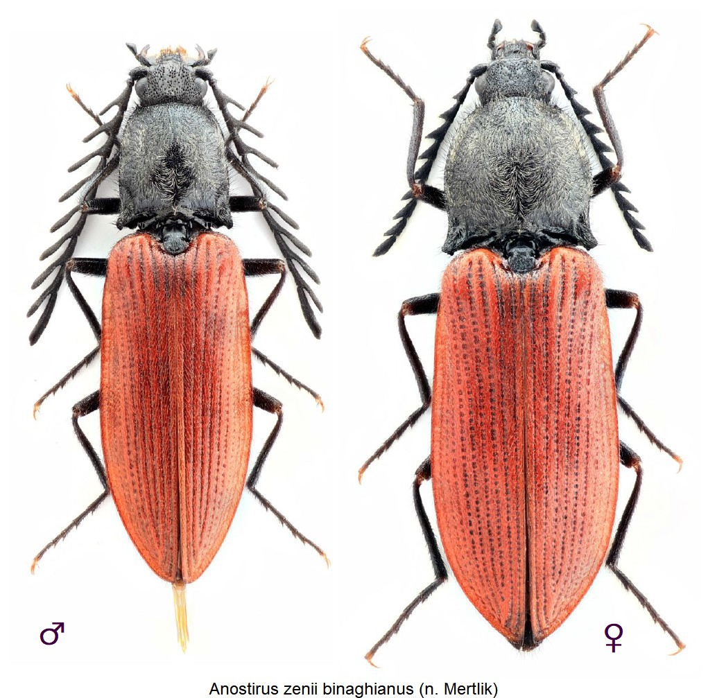 anostirus_binaghianus_hab.jpg
