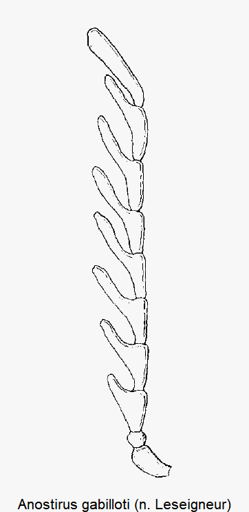 anostirus_gabilloti_f.gif