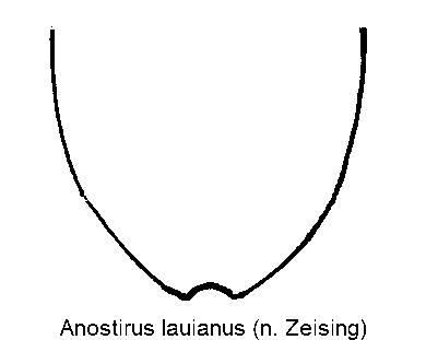 anostirus_lauianus_ster.gif
