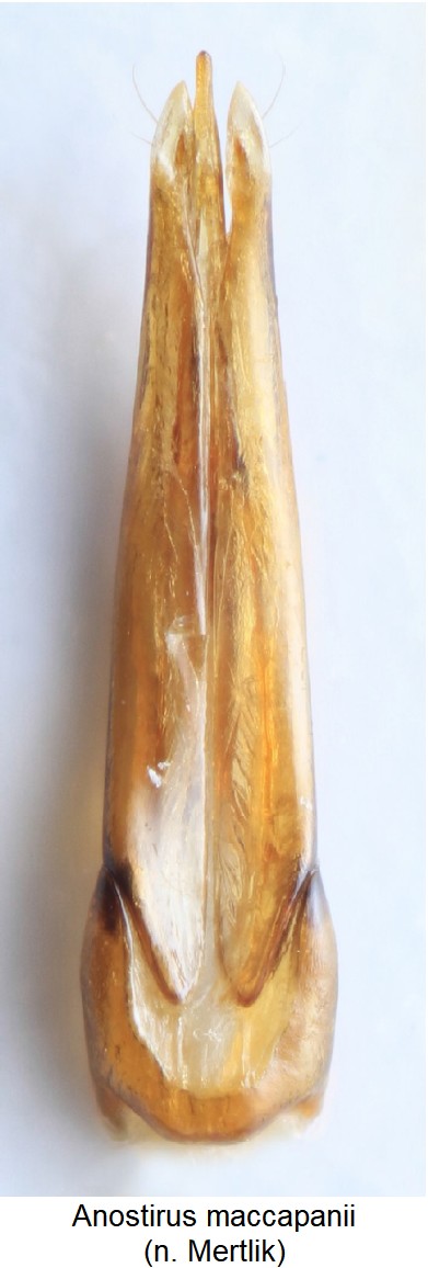 anostirus_maccapanii.jpg