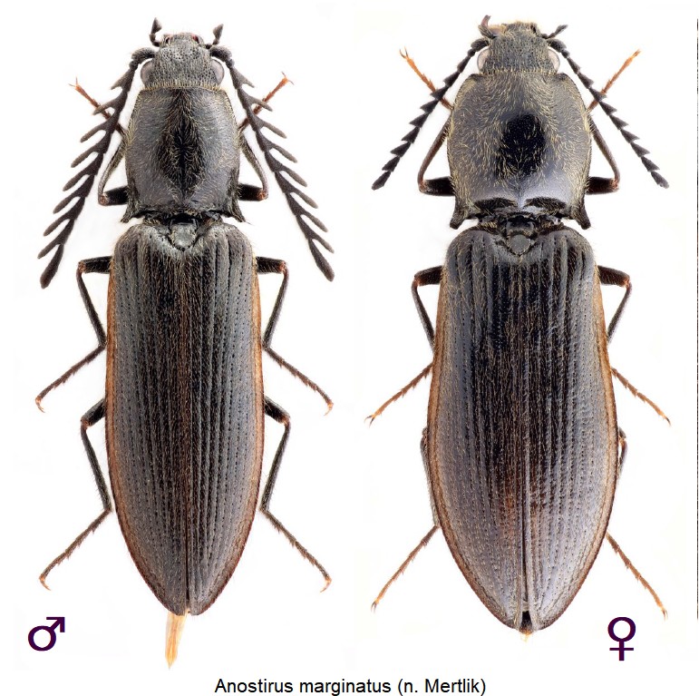 anostirus_marginatus_hab.jpg