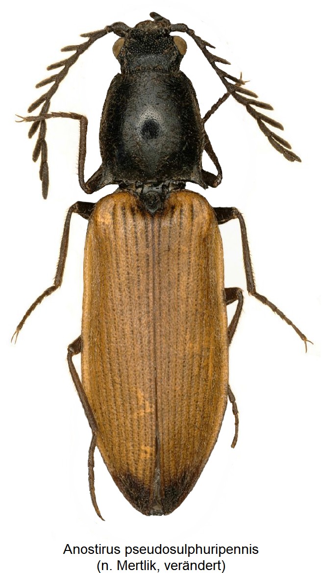 anostirus_pseudosulphuripennism_m_hab.jpg