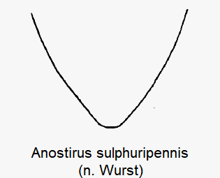 anostirus_sulphuripennis_ster-1.gif