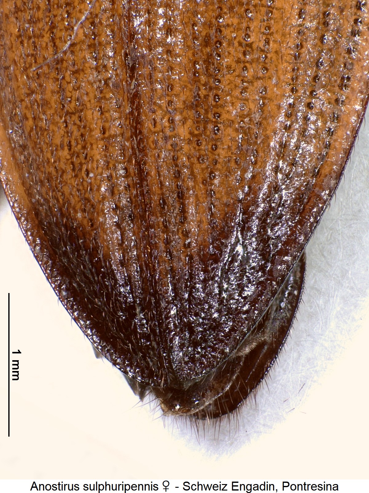 anostirus_sulphuripennis_w_$6964_dec.jpg
