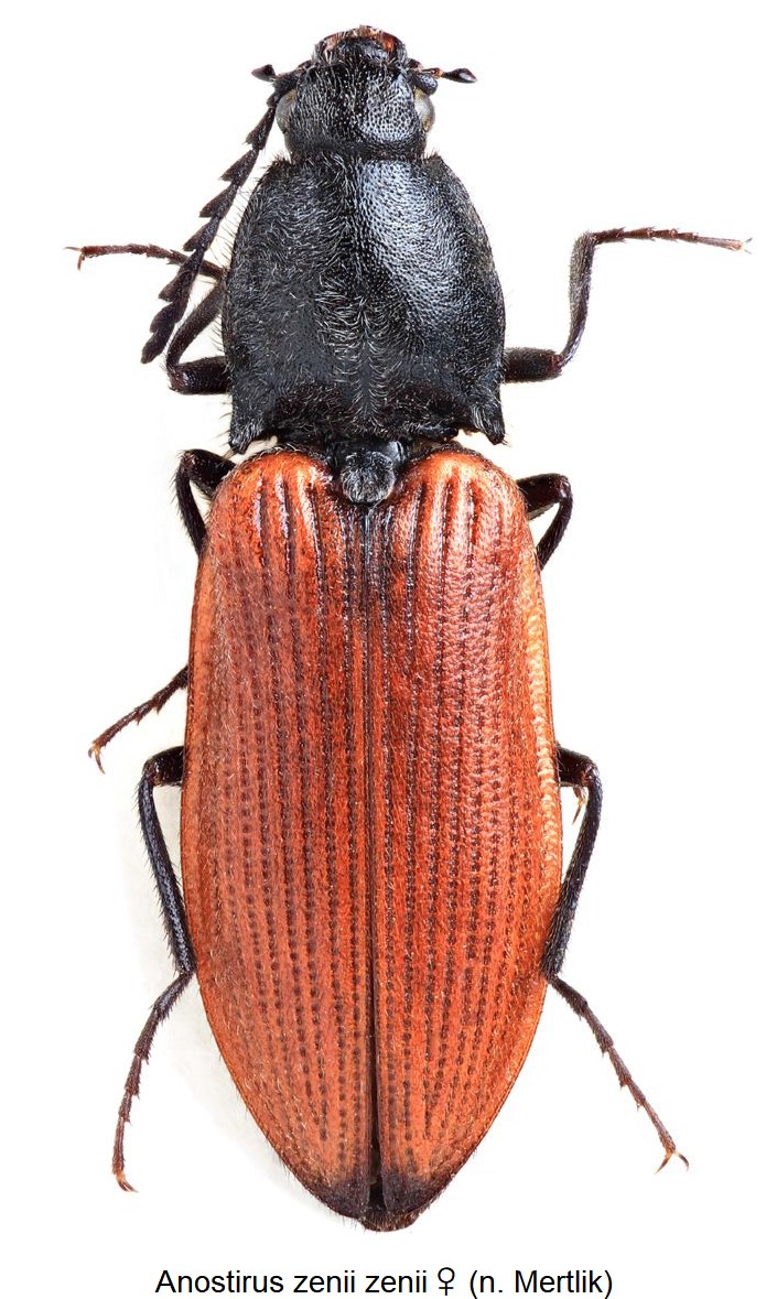 anostirus_zenii_w_hab.jpg