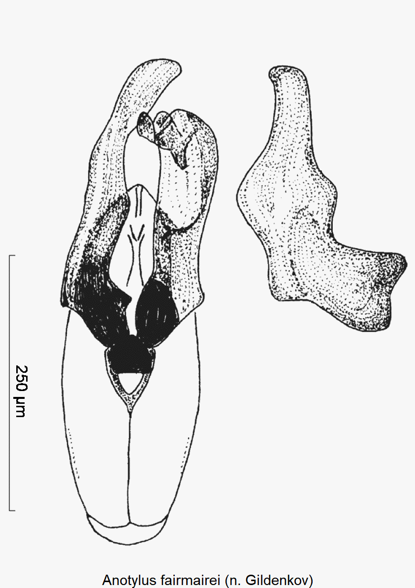 anotylus_fairmairei.gif